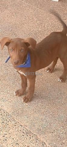 Chiot Braque mâle yeux bleus verts vacciné - 2