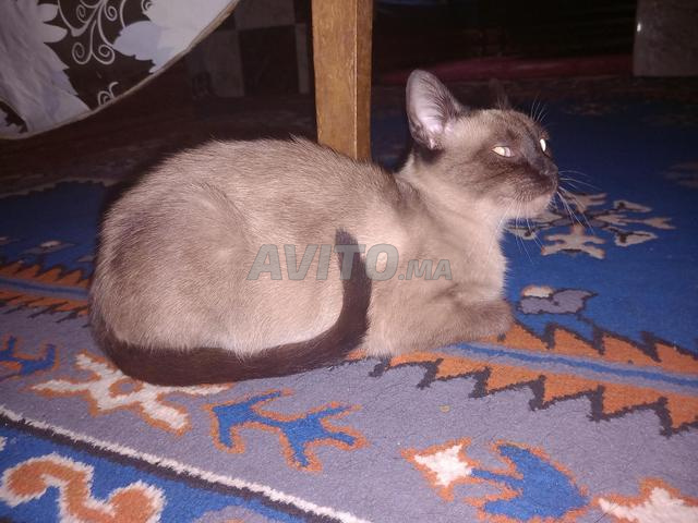 Chat Siamois - 2