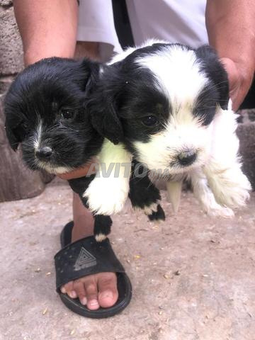 Bichon Havanais - 2