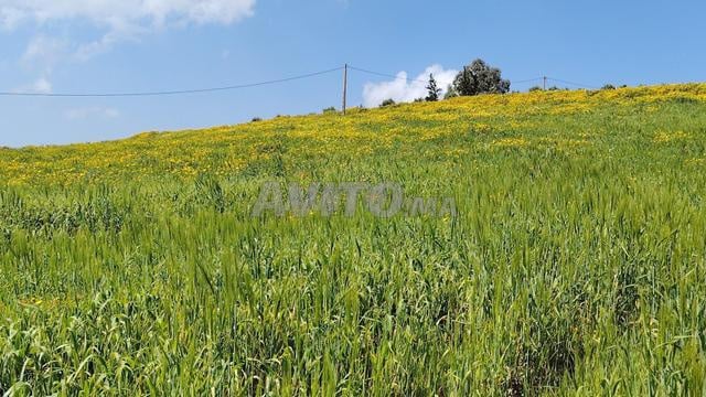 Terrains et fermes — Tnine Chtouka - 2