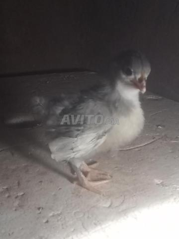 Poussins Australorp noirs et gris - 2