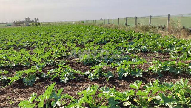 Ferme entièrement équipée de 1 hectare avec arbres fruitiers – Zayda - 2