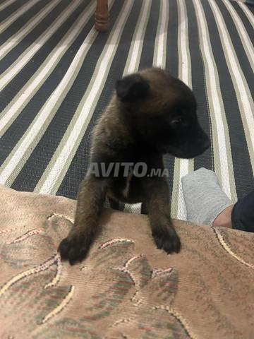 Malle malinois charbonnière pure race age 1 mois - 2