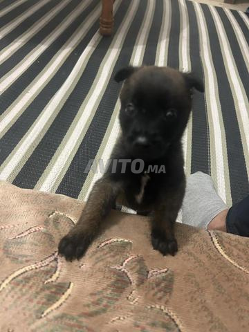 Malle malinois charbonnière pure race age 1 mois