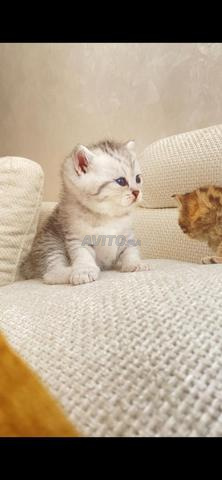 Chat 🐱 pur - 2