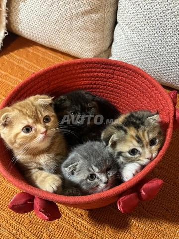 Scottish Fold