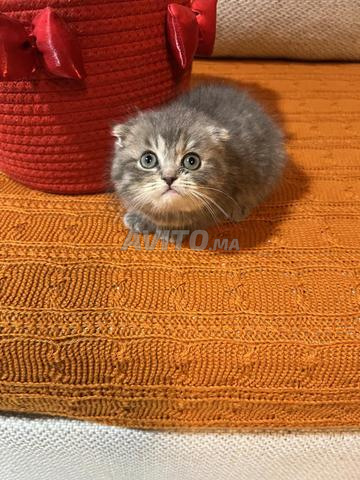 Scottish Fold