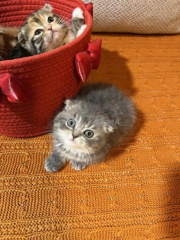 Scottish Fold