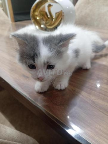 قط منزلي - 2