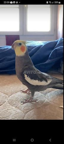 كوكاتيل للبيع
