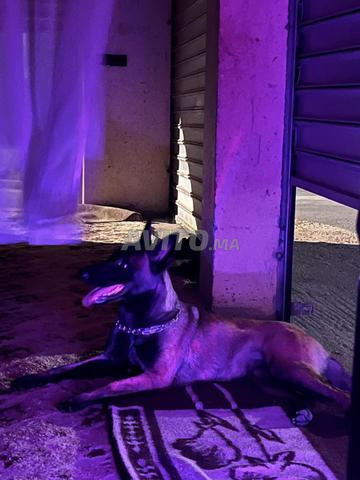 Chien Malinois - 2