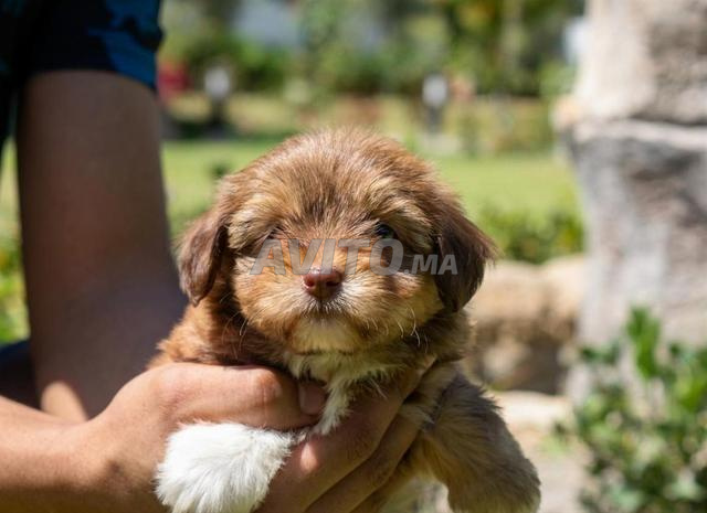 Bichon Havanais mâle et femelle - 2
