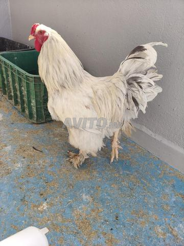 Poulets Brahma - 2