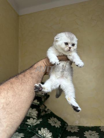Scottish fold - 2