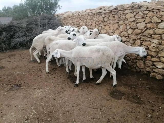 نعجة صردية للبيع جيدة