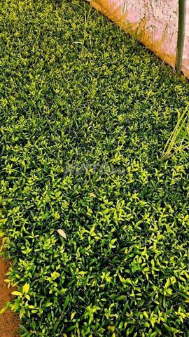 🌿 Excellents plants d'olivier 🌿 - 2