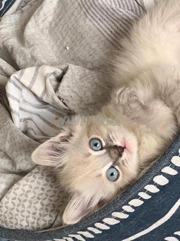 Chatte Ragdoll femelle - 2
