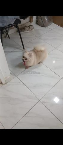 أنثى سبيتز قزم بومرينيان - 2