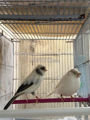 Couple Gloster - 2