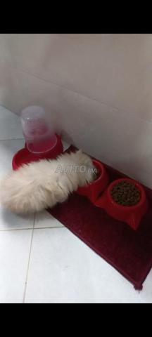 Chat persan - 2