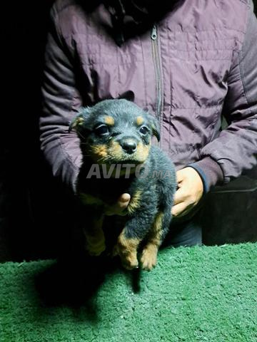Une femelle chiot Rottweiler de pure race. - 2