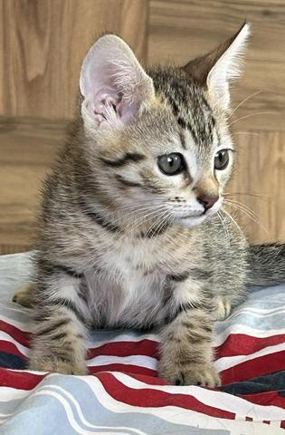 2 chatons à donner - 2