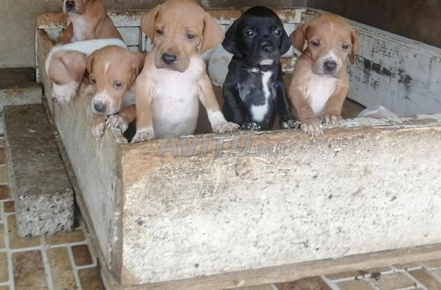 Chien de chasse