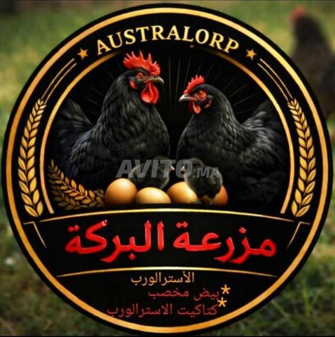 Œufs fertiles à couver de pure race Australorp noir