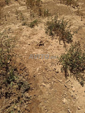 Terrain planté à vendre - 2