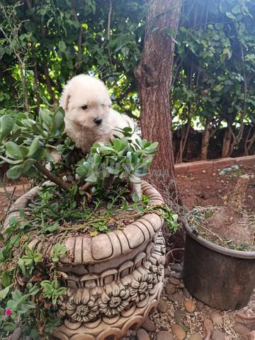 Bichon Maltais - 2
