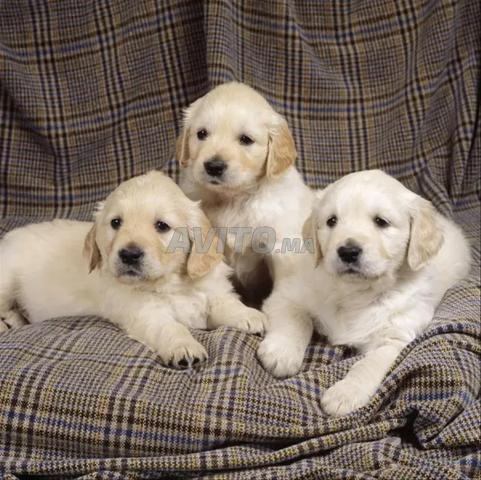 Golden Retriever - 2