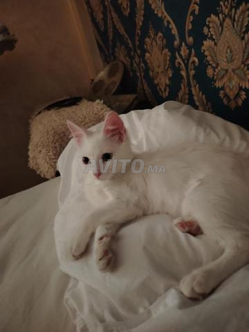 Chat Angora Turc - 2