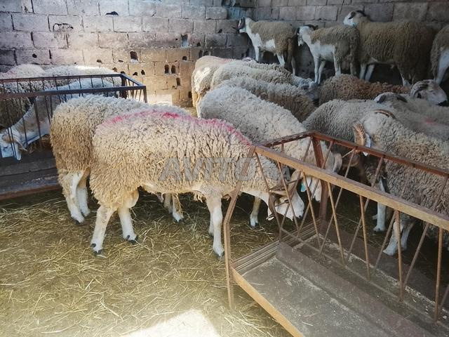 Douar Beni Rached Mansouria - 2