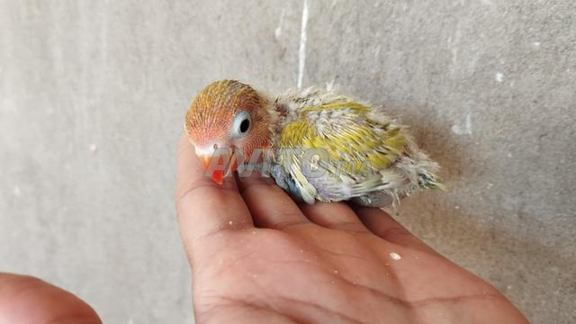 Oiseaux Fischer - 2