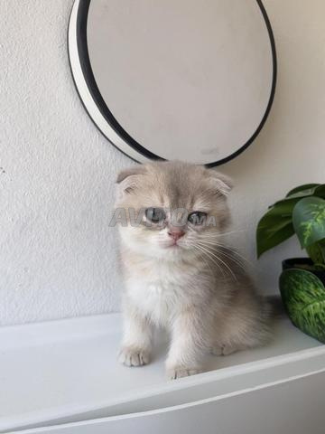 Chat Scottish fold - 2