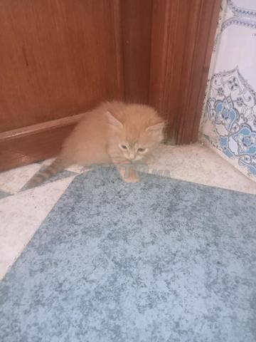 Chatons pour la bonne cause, contactez-moi si vous les voulez