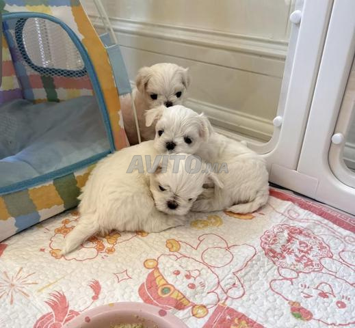 Puppy Bichon Toy