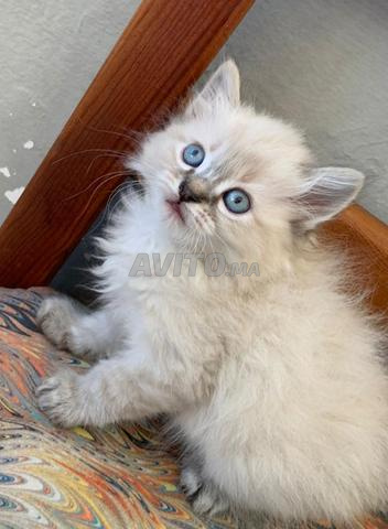 Chatte Ragdoll nommée Tiger - 2