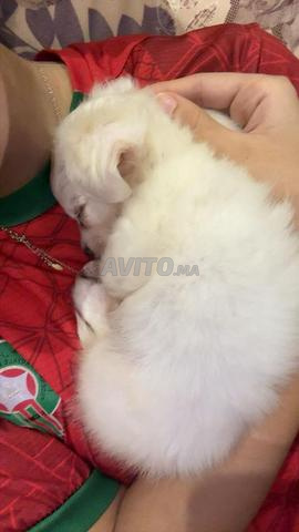 🐶 Sunny cherche une nouvelle famille ❤️