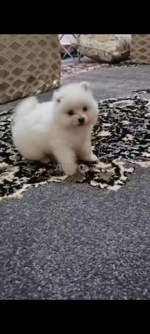 Spitz Pomeranian - 2