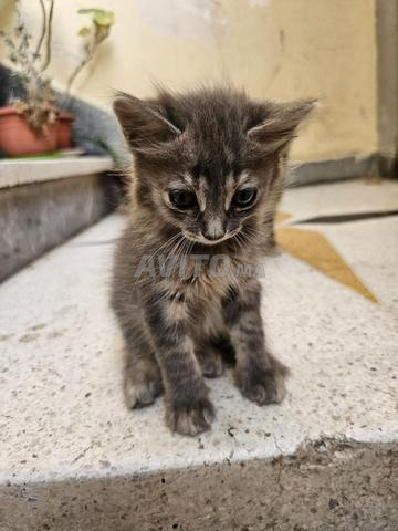 4/5 chats à adopter - 2