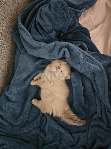 Chaton persan - 2