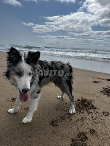 Border collie bleu merle - 2