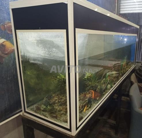 Aquarium 2t - 2