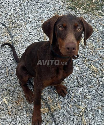 Femelle Doberman pedigree - 2