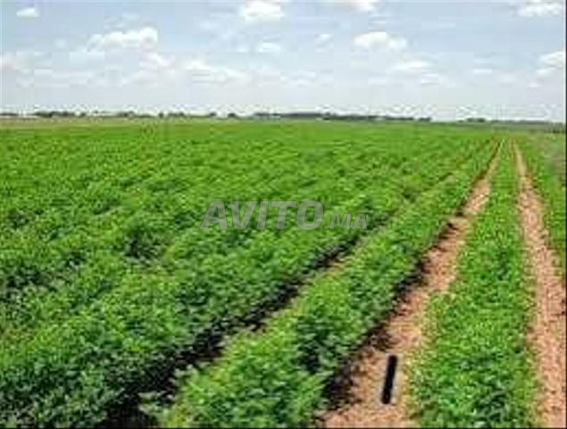 Terrain agricole 2 hectares à Dar El Mohandis