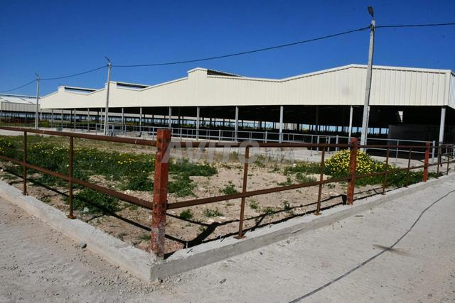 Ferme d'exploitation pour l'élevage bovin - 2