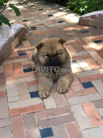 3 chiots Chow-chow - 2