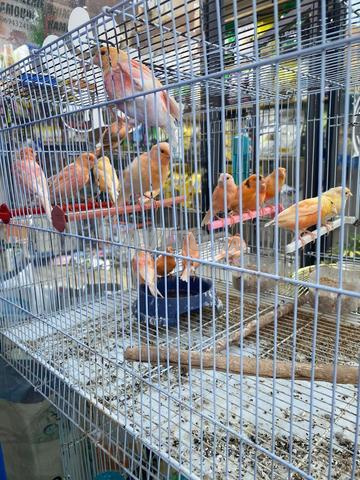Oiseaux canaris - 2