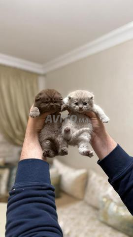 British et scottish fold shorthair - 2